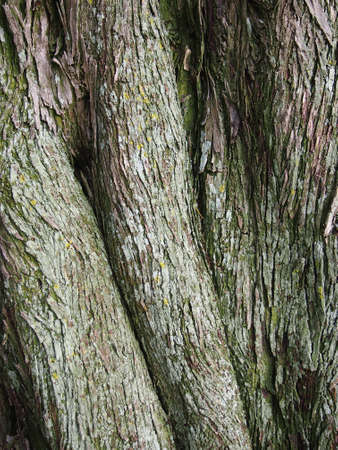 Curvy tree bark with green shade and yellow dotsの写真素材
