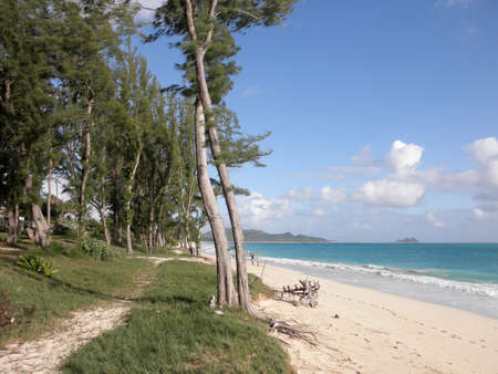 Path With Pine Needle trees lined with grasses along the shore   Gentle waves crash on Waimanalo Beach on Oahu, Hawaii    の写真素材