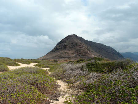 Sand trail at Kaena Point on the island of Oahu, Hawaii   With lots of native Naupaka Kahakai plant vegetation surrounding the area の写真素材