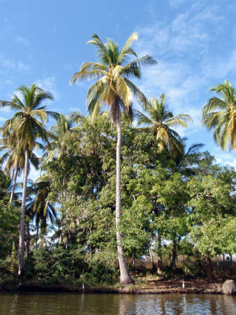Coconut trees, and whites egret birds on the shore of River in Acapulco, Mexico の写真素材