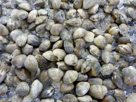Closed Clams shells on ice for sale at a market in Chinatown Oahu, Hawaii.の写真素材