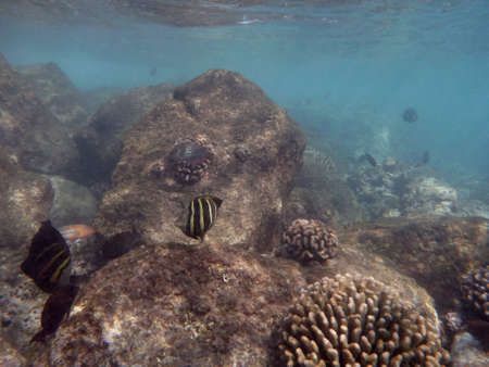 Fish swim around coral under the waters of Hanauma Bay on Oahu, Hawaii.の写真素材