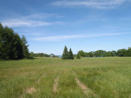 tall grass field with Large Pines and water in the distance in Maine.の写真素材
