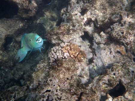 Blue Parrot Fish opens mouth as it swims in coral rocks in Hanauma Bay on Oahu, Hawaii.の写真素材