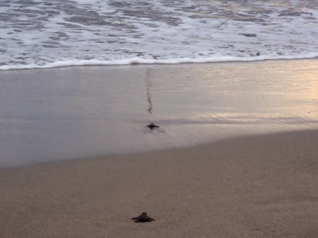 Two Baby turtle walk through the sand towards the ocean to start a new life in the ocean.  Taken in Mexico.の写真素材