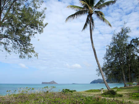 Bench under a Coconut tree in grassy area of Waimanalo Beach with Rabbit and Rock Islands in the distance on Oahu, Hawaii.                                の写真素材