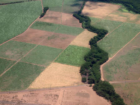 Aerial of Sugar Cane fields of different stages of age on Maui, Hawaii.