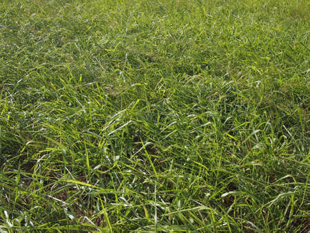 Field of Long tall green grass with seedsの写真素材