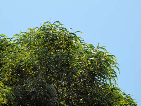 Curved Native Hawaiian plant Koa Leafs and Blue sky.の写真素材