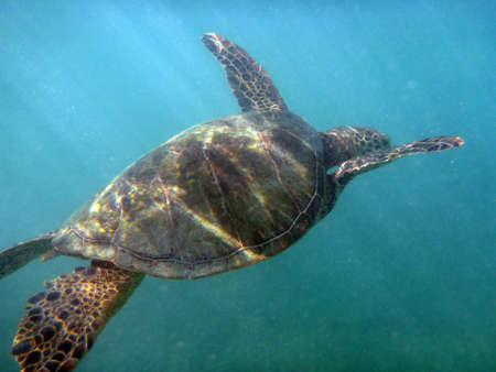 Hawaiian Sea Turtle swims the waters of Waikiki on Oahu, Hawaii.の写真素材