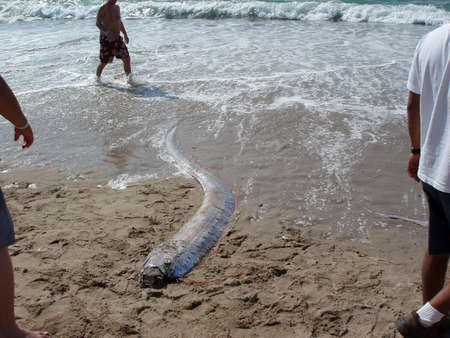 MEXICO - JANUARY 11: People look at Dead Oarfish 'Sea Serpent' that washed ashore on a beach in Mexico.  Oarfish dive more than 3,000 feet deep, sighting of the creatures are rare. Oarfish 'Sea Serpent'.  Oarfish dive more than 3,000 feet deep, sighting oのeditorial素材