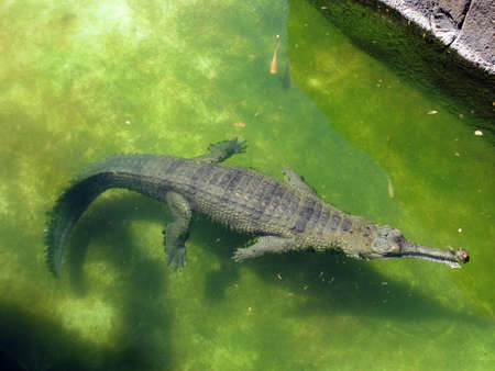 Alligator floats in the water at the Honolulu ,Oahu, Hawaii                               