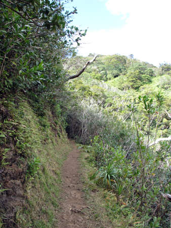 Cliffside path surrounded with grass, bushes, and trees on Tantalus Mountain on Oahu, Hawaii.の写真素材