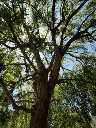 Sun shines through the canopy of medium sized tree with green leafs.の写真素材