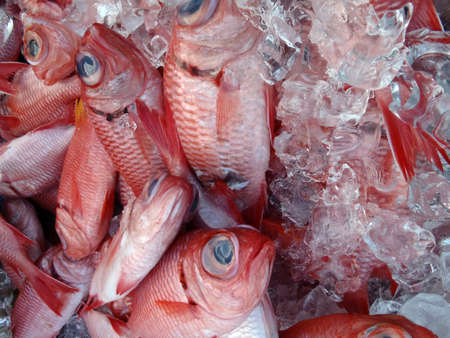 Red Menpachi on Ice for sale at a farmers market in Waimanalo on Oahu, Hawaii.の写真素材
