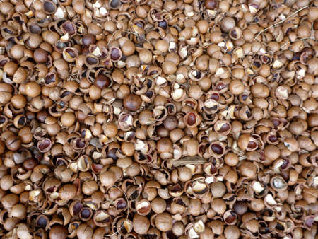 Close-up of large pile of macadamia nuts cracked shells making a pattern background.の写真素材