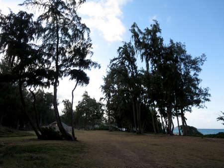 Dry Grass with dirt path surrounded by Iron Wood trees at Waimanalo Beach Park with the beach in the distance. の写真素材