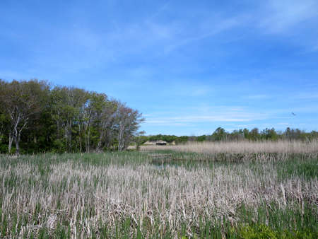 Waterway through forest with historic fort Battery Steele, built during world war 2, in distance on Peaks Island in Casco Bay, Maine.の写真素材