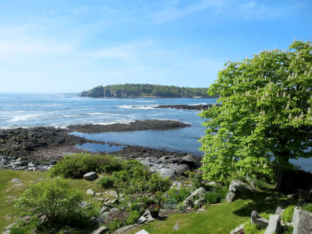 Garden of trees at Ryefield Cove and Whitehead Passage on Peaks Island in Casco Bay, Maine.の写真素材