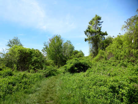Grass path in the woods on Peaks Island, Casco Bay, Maineの写真素材