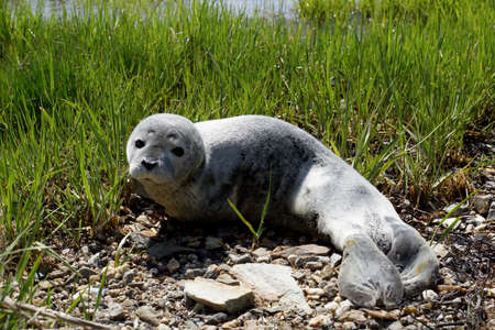 Baby fur seal resting with open eyes on grass, Maineの写真素材