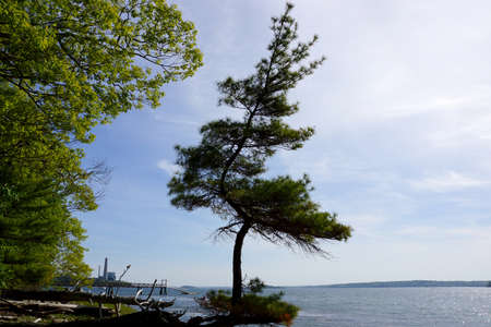Pine trees grows funky on a beach on Cousins Island with a pier and Large Gas Power Plant in the distance in Yarmouth, Maine.の写真素材