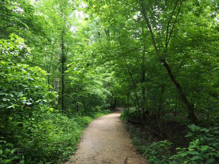 Dirt Path curves into the distance in Forest in Rock Creek Park, Washington DC.の写真素材