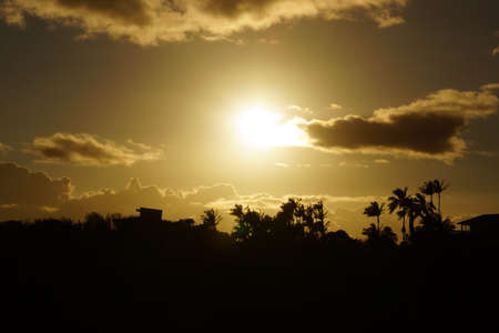 Sunset past tropical silhouette of trees through the clouds creating a yellow sky on Oahu, Hawaii.の写真素材