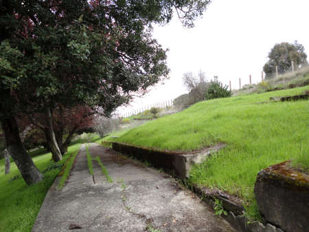 Cracked pathway lined with tall trees leading down to the historic Immigration Station on Angel Island.の写真素材
