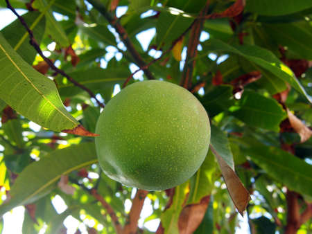 Looking upwards at a Green mango hangs from tree.の写真素材