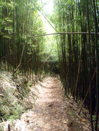 Light shines into Trail in Bamboo Forest on Oahu, Hawaii.の写真素材