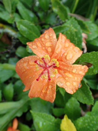 Rain drops on a red-orange blossoms of kokio ula (Hibiscus kokio subsp. saint johnianus) in bloomの写真素材