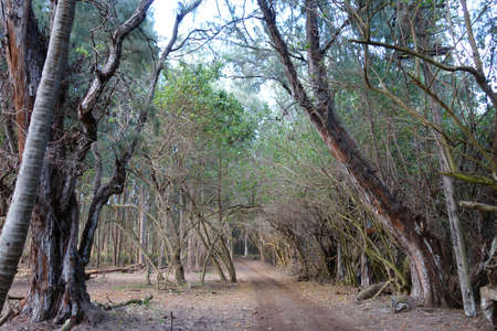 Dirt Road runs through line of forest of trees on the North Shore of Oahu, Hawaii.の写真素材