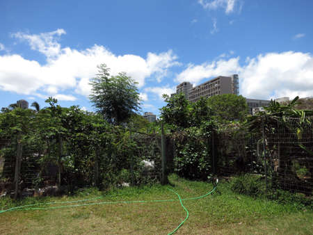 Community Garden in Ala Wai park in Honolulu on Oahu, Hawaii.の写真素材