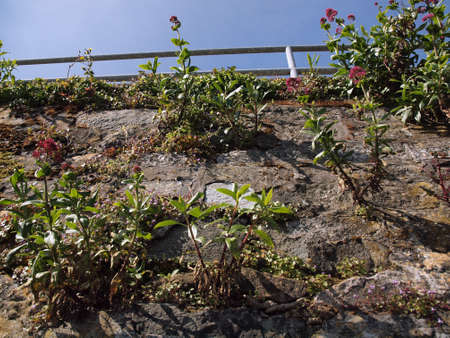 Pink/ purple flowers grow on the side of retaining wall on Alcatraz Island.の写真素材