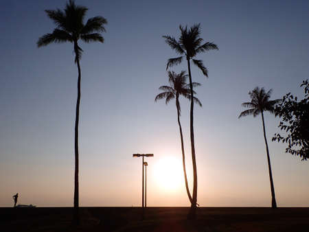 Sunset over the Pacific Ocean with light through the Coconut trees and light post off the coast of Oahu, Hawaii.の写真素材