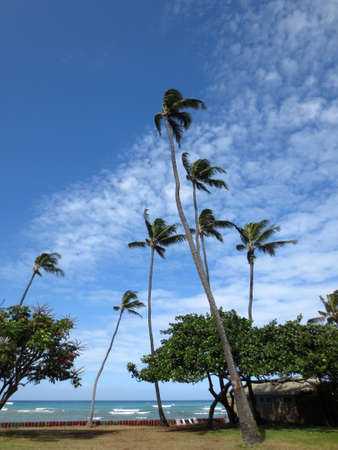 Coconut trees hang over stone path along cliff shore next to shallow ocean waters of Waikiki looking into the pacific ocean at Leahi Beach Park on Oahu, Hawaii on a beautiful day.の写真素材