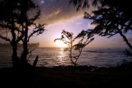 Sunset through the trees over the ocean on the North Shore of Oahu.の写真素材