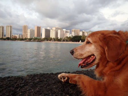 Golden Retriever Dog rest on Pier as he looks at the beach and hotels of Waikiki at Dusk on Oahu, Hawaii.の写真素材