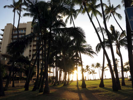 Sunset as it lowers towards the ocean shining through row of Coconut trees on Kaimana Beach on Oahu, Hawaii.の写真素材
