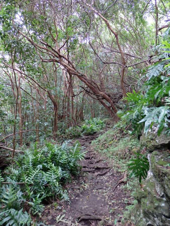Forest dirt path leading upward surrounded with grass, bushes, and trees on Kuliouou Valley trail on...