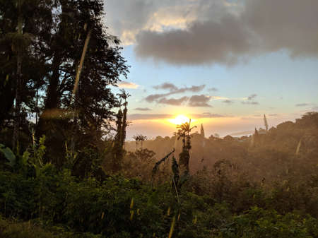 Rainy Sunset past tropical silhouette of trees through the clouds on Oahu, Hawaii.の写真素材