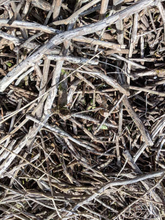 Large Pile of Dry Wooden Sticks Branch's great for background and patterns.の写真素材