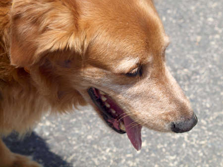 Close-up of Old Golden Retriever Dog Head.の写真素材