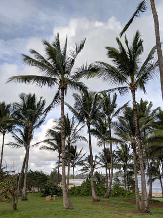 Coconut trees along rocky shore with naupaka plant leading to beach at Lydgate park on Kauai.
