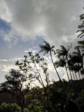 Sunset past tropical silhouette of trees through the clouds on Oahu, Hawaii.の写真素材