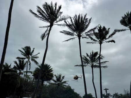 North Shore, Oahu, Hawaii - March 1, 2018: Exact replica of Magnum, P.I.âs Chopper flies out of Paradise Helicopters among coconut trees.のeditorial素材