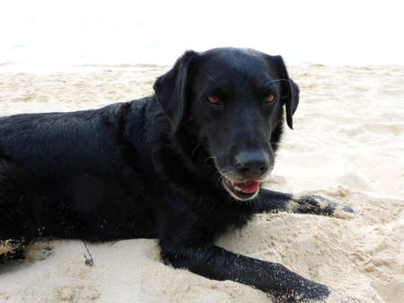 Black retriever Dog hangs out on Waimanalo Beach on Oahu, Hawaii.の写真素材