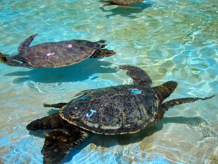 Waimanalo - April 24, 2010:   Captive Hawaiian Sea Turtles swim under the shallow water.  The turtles sport colored letters on their backs to help identify them.のeditorial素材