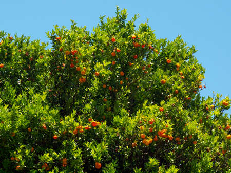 Oranges tangerines hang from tree against a blue sky on Oahu, Hawaii.